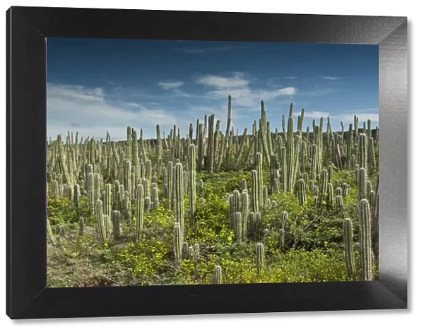 Datu Cactus (Ritterocereus griseus) Slagbaai National Park BONAIRE, Netherlands Antilles