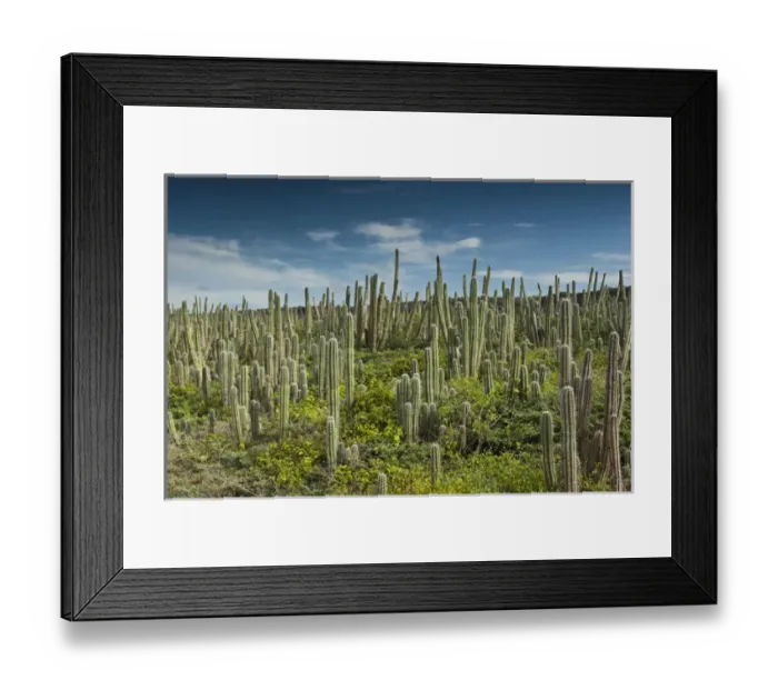 Framed Print : Datu Cactus (Ritterocereus griseus) Slagbaai National Park BONAIRE, Netherlands Antilles