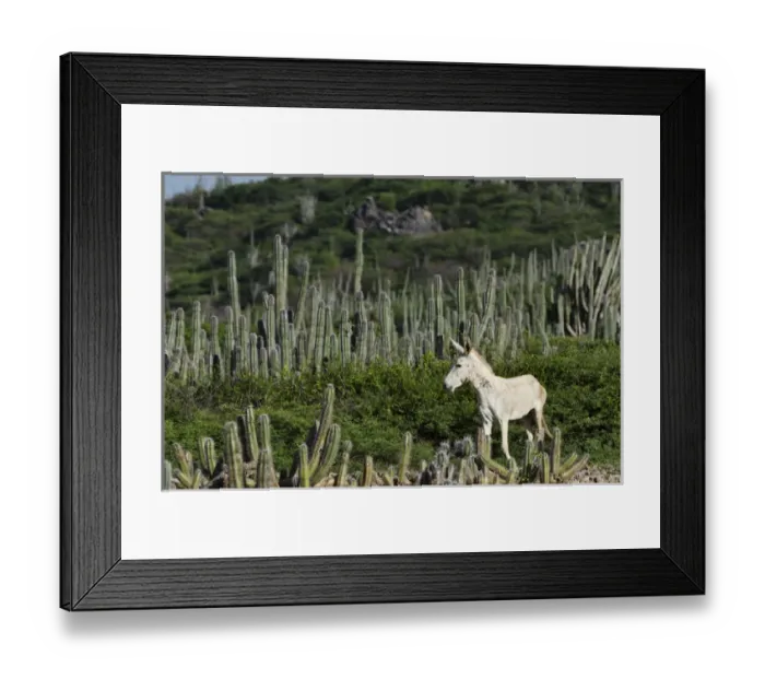 Framed Print : Feral Donkey or Ass (Equus africanus asinus) in Cactus scrub eco-system Framed Print : Feral Donkey or Ass (Equus africanus asinus) in Cactus scrub eco-system
