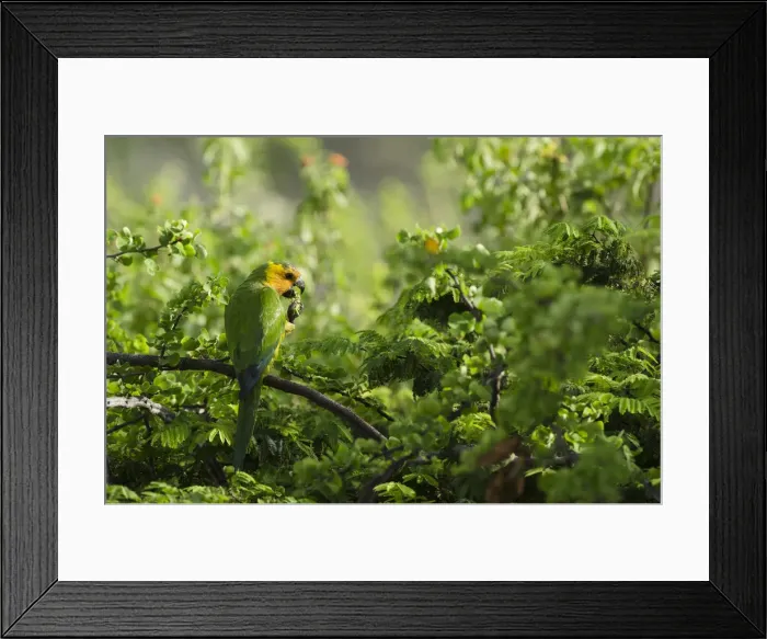 Framed Print : Caribbean Parakeet or Brown-throated Parakeet (Aratinga pertinax xanthogenia) Framed Print : Caribbean Parakeet or Brown-throated Parakeet (Aratinga pertinax xanthogenia)