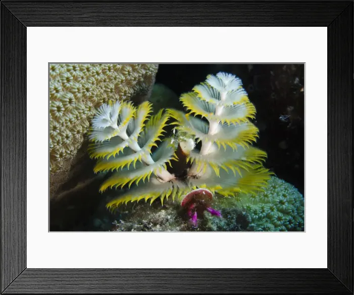 Framed Print : Christmas Tree Worm (Spirobranchus giganteus) on Star Coral (Montastraea cavernosa)