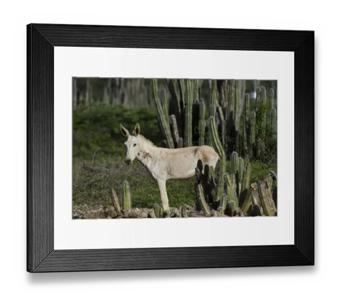 Framed Print : Feral Donkey or Ass (Equus africanus asinus) in Cactus scrub eco-system Framed Print : Feral Donkey or Ass (Equus africanus asinus) in Cactus scrub eco-system