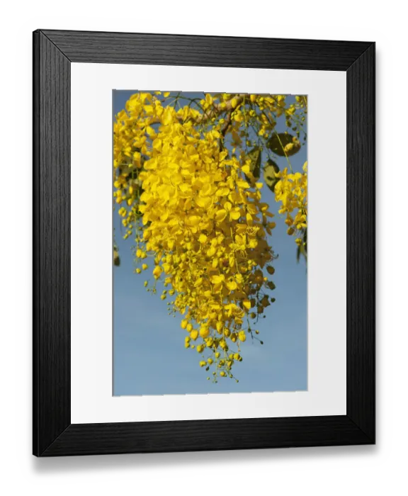 Framed Print : Yellow Poui (Cybistax donnell-smithii) BONAIRE, Netherlands Antilles, Caribbean Framed Print : Yellow Poui (Cybistax donnell-smithii) BONAIRE, Netherlands Antilles, Caribbean