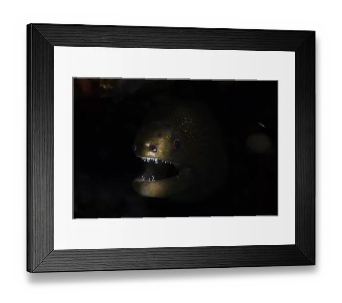 Framed Print : 01. ABC Island, Bonaire, Caribbean. Goldentail Moray Eel peeks spookily from the dark