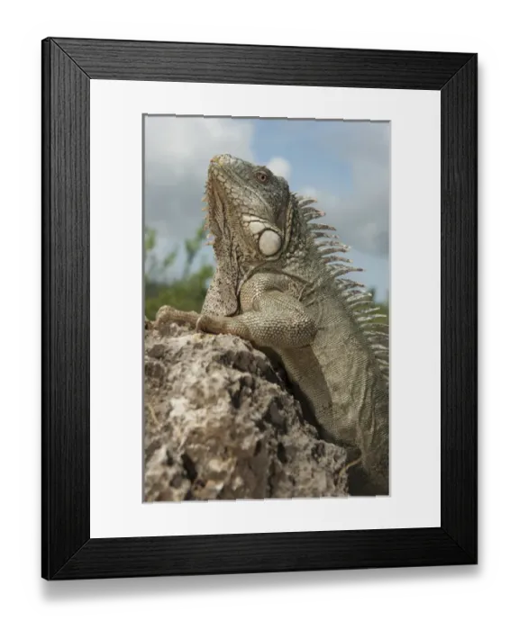 Framed Print : Green Iguana (Iguana iguana) Slagbaai National Park BONAIRE, Netherlands Antilles Framed Print : Green Iguana (Iguana iguana) Slagbaai National Park BONAIRE, Netherlands Antilles