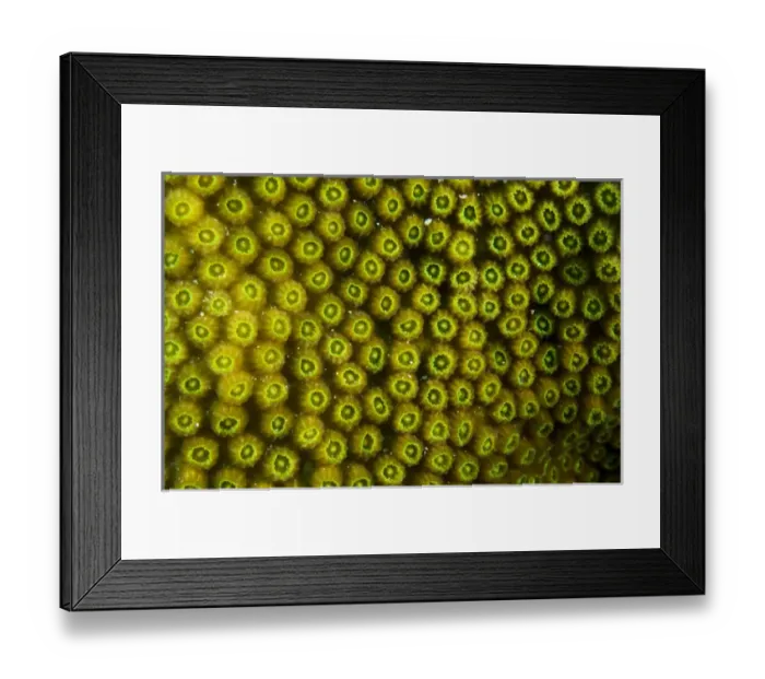 Framed Print : Great Star Coral (Montastraea cavernosa) BONAIRE, Netherlands Antilles, Caribbean Framed Print : Great Star Coral (Montastraea cavernosa) BONAIRE, Netherlands Antilles, Caribbean