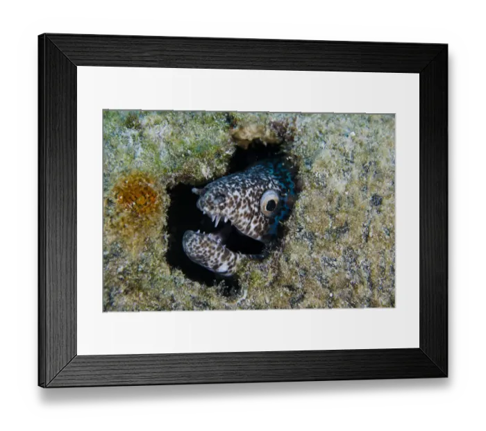 Framed Print : Reticulate Moray (Muraena retifera) BONAIRE, Netherlands Antilles, Caribbean Framed Print : Reticulate Moray (Muraena retifera) BONAIRE, Netherlands Antilles, Caribbean