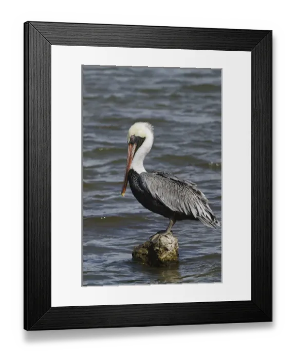 Framed Print : Brown Pelican (Pelecanus occidentalis) BONAIRE, Netherlands Antilles, Caribbean Framed Print : Brown Pelican (Pelecanus occidentalis) BONAIRE, Netherlands Antilles, Caribbean