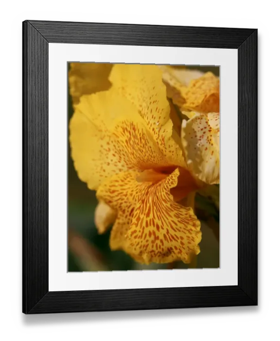 Framed Print : 01. Caribbean. Flora