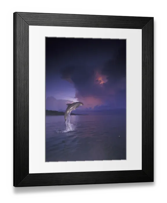 Framed Print : Caribbean Bottlenose dolphin (Tursiops truncatus) Framed Print : Caribbean Bottlenose dolphin (Tursiops truncatus)