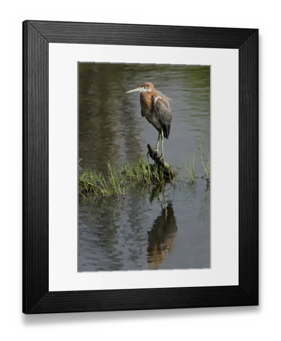Framed Print : Reddish Egret (Egretta rufescens) BONAIRE, Netherlands Antilles, Caribbean Framed Print : Reddish Egret (Egretta rufescens) BONAIRE, Netherlands Antilles, Caribbean