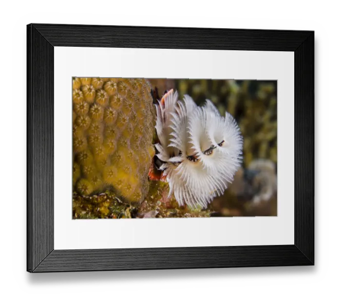 Framed Print : Christmas Tree Worm (Spirobranchus giganteus) on Star Coral (Montastraea cavernosa) Framed Print : Christmas Tree Worm (Spirobranchus giganteus) on Star Coral (Montastraea cavernosa)