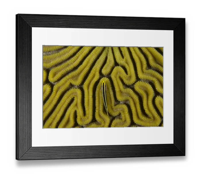 Framed Print : Grooved Brain Coral (Diploria labyrinthiformis) & Yellownose Goby (Elacatinus randalii)