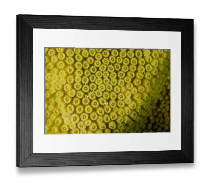 Framed Print : Great Star Coral (Montastraea cavernosa) BONAIRE, Netherlands Antilles, Caribbean Framed Print : Great Star Coral (Montastraea cavernosa) BONAIRE, Netherlands Antilles, Caribbean