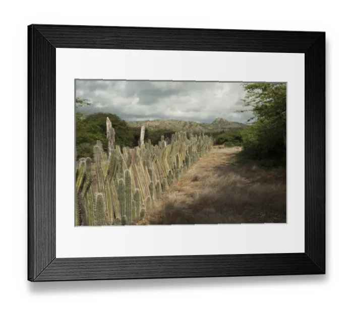 Framed Print : Datu Candle Cactus Fence (Ritterocereus griseus) BONAIRE, Netherlands Antilles Framed Print : Datu Candle Cactus Fence (Ritterocereus griseus) BONAIRE, Netherlands Antilles