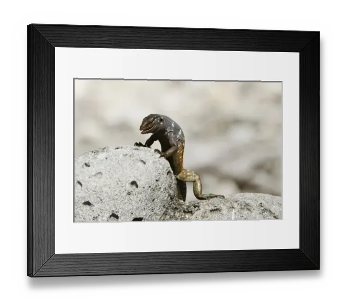 Framed Print : Bonaire Whiptail Lizard (Cnemidophorus murinus ruthveni) Male BONAIRE, Netherlands Antilles Framed Print : Bonaire Whiptail Lizard (Cnemidophorus murinus ruthveni) Male BONAIRE, Netherlands Antilles