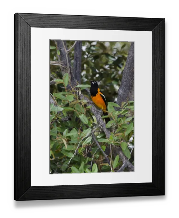 Framed Print : Troupial (Icterus icterus) BONAIRE, Netherlands Antilles, Caribbean Framed Print : Troupial (Icterus icterus) BONAIRE, Netherlands Antilles, Caribbean
