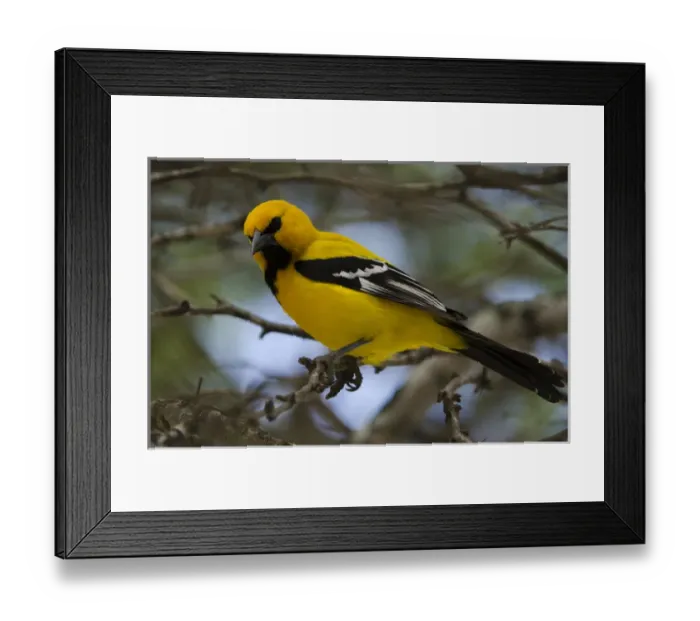 Framed Print : Yellow Oriole (Icterus nigrogularis) BONAIRE, Netherlands Antilles, Caribbean Framed Print : Yellow Oriole (Icterus nigrogularis) BONAIRE, Netherlands Antilles, Caribbean
