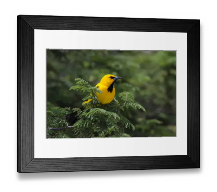 Framed Print : Yellow Oriole (Icterus nigrogularis) BONAIRE, Netherlands Antilles, Caribbean Framed Print : Yellow Oriole (Icterus nigrogularis) BONAIRE, Netherlands Antilles, Caribbean