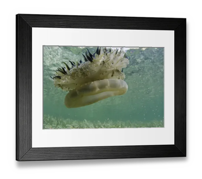 Framed Print : Mangrove Upsidedown Jelly (Cassiopea xamachana) BONAIRE, Netherlands Antilles