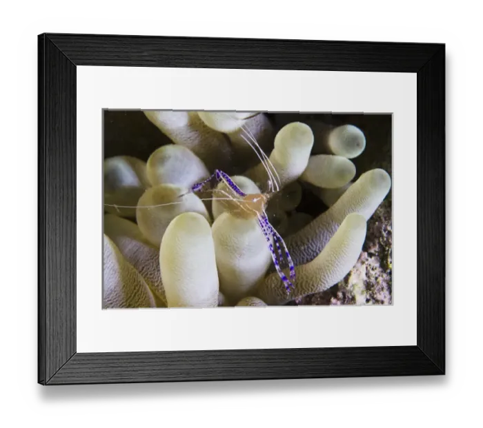 Framed Print : Pederson Cleaner Shrimp (Periclimenes pedersoni) on Giant Anemone (Condylactis gigantea) Framed Print : Pederson Cleaner Shrimp (Periclimenes pedersoni) on Giant Anemone (Condylactis gigantea)