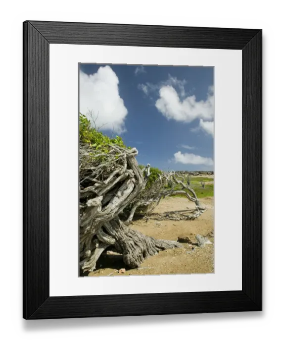 Framed Print : ABC Islands - BONAIRE - Washikemba: Windblown Trees by the Washekemba Lagoon Framed Print : ABC Islands - BONAIRE - Washikemba: Windblown Trees by the Washekemba Lagoon
