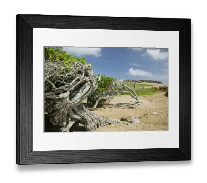 Framed Print : ABC Islands - BONAIRE - Washikemba: Windblown Trees by the Washekemba Lagoon Framed Print : ABC Islands - BONAIRE - Washikemba: Windblown Trees by the Washekemba Lagoon