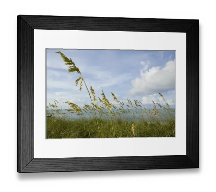 Framed Print : tall grasses on beach front in Blue Hills Area, Provodenciales, Turks and Caicos Framed Print : tall grasses on beach front in Blue Hills Area, Provodenciales, Turks and Caicos