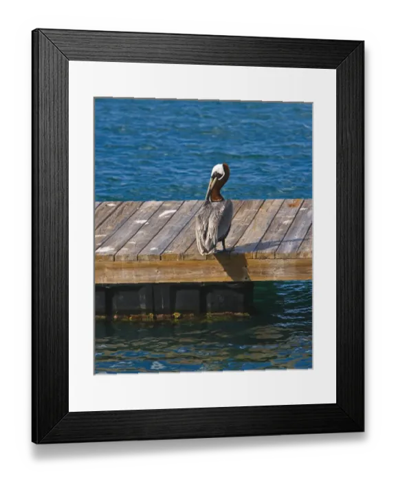 Framed Print : The Brown Pelican ( Pelecanus Occidentalis ) Framed Print : The Brown Pelican ( Pelecanus Occidentalis )