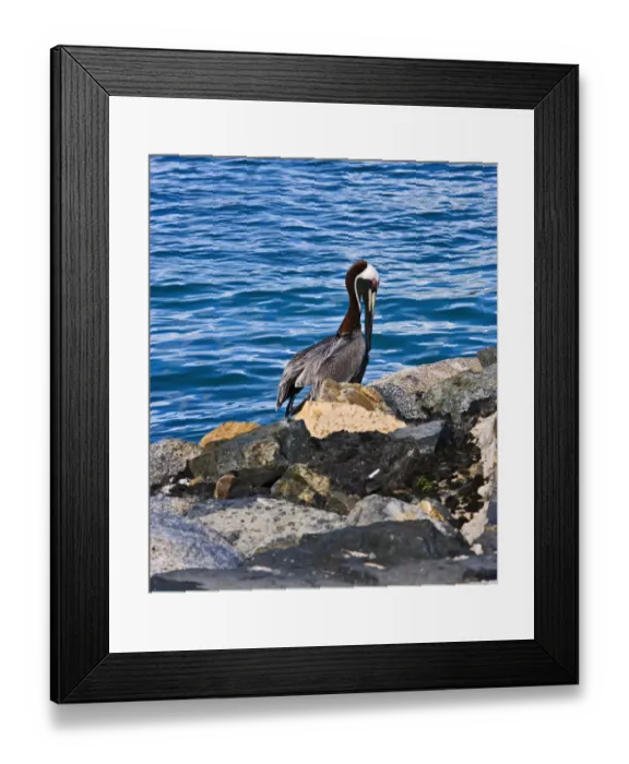 Framed Print : The Brown Pelican ( Pelecanus Occidentalis ) Framed Print : The Brown Pelican ( Pelecanus Occidentalis )