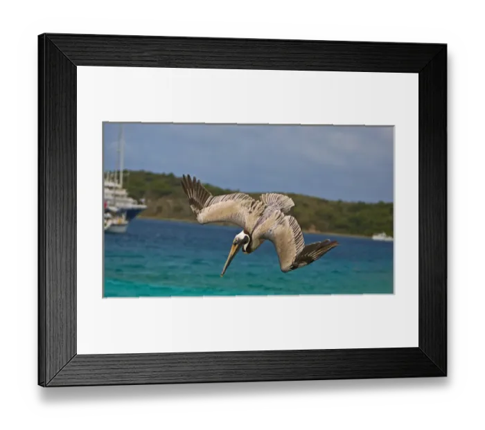 Framed Print : The Brown Pelican ( Pelecanus Occidentalis ) Framed Print : The Brown Pelican ( Pelecanus Occidentalis )