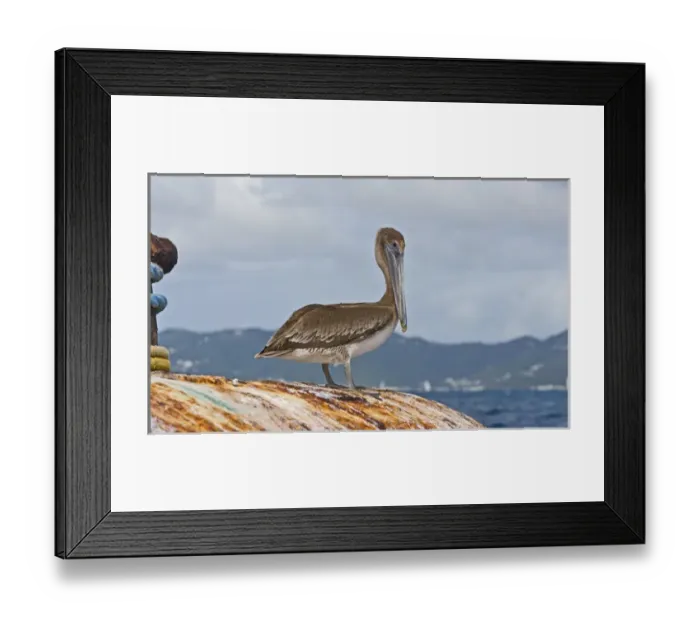 Framed Print : The Brown Pelican ( Pelecanus Occidentalis ) Framed Print : The Brown Pelican ( Pelecanus Occidentalis )