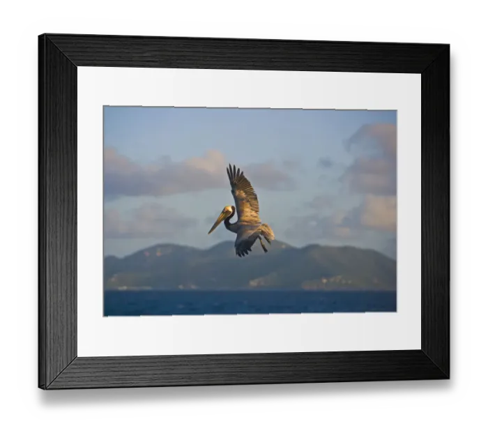 Framed Print : The Brown Pelican ( Pelecanus Occidentalis )