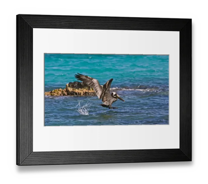 Framed Print : The Brown Pelican ( Pelecanus Occidentalis )