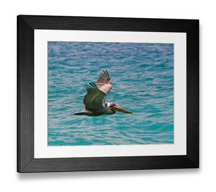 Framed Print : The Brown Pelican ( Pelecanus Occidentalis ) Framed Print : The Brown Pelican ( Pelecanus Occidentalis )