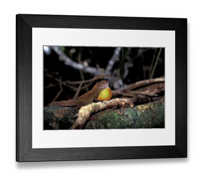 Framed Print : Caribbean, British Virgin Islands, Tortola, Sage Mountain. Throat display of anole lizard Framed Print : Caribbean, British Virgin Islands, Tortola, Sage Mountain. Throat display of anole lizard