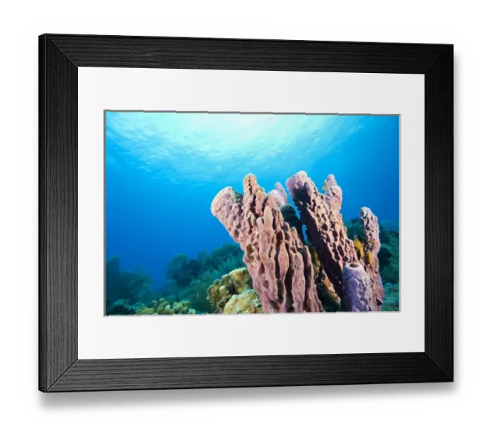 Framed Print : Large pristine Tube Sponges, Tortola, British Virgin Islands, Caribbean Framed Print : Large pristine Tube Sponges, Tortola, British Virgin Islands, Caribbean