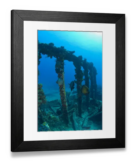 Framed Print : Pair of French Angelfish, Wreck of the RMS Rhone, iron-hulled steam sailing vessel Framed Print : Pair of French Angelfish, Wreck of the RMS Rhone, iron-hulled steam sailing vessel