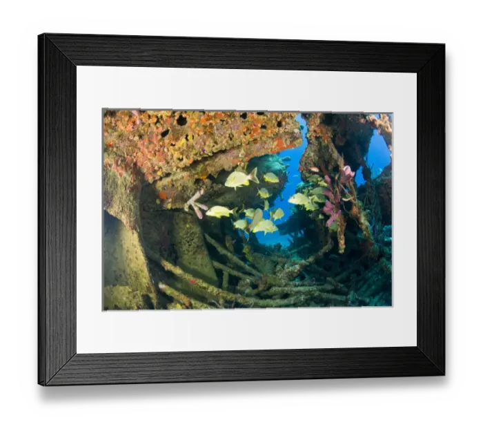 Framed Print : schooling snappers, Wreck of the RMS Rhone, iron-hulled steam sailing vessel, sank