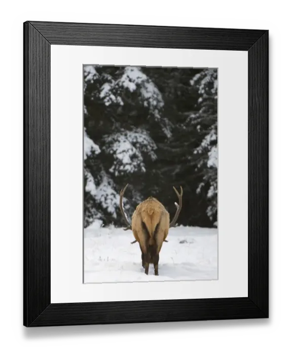 Framed Print : Elk, Cervus elaphus, Banff National Park, Alberta, Rocky Mountains