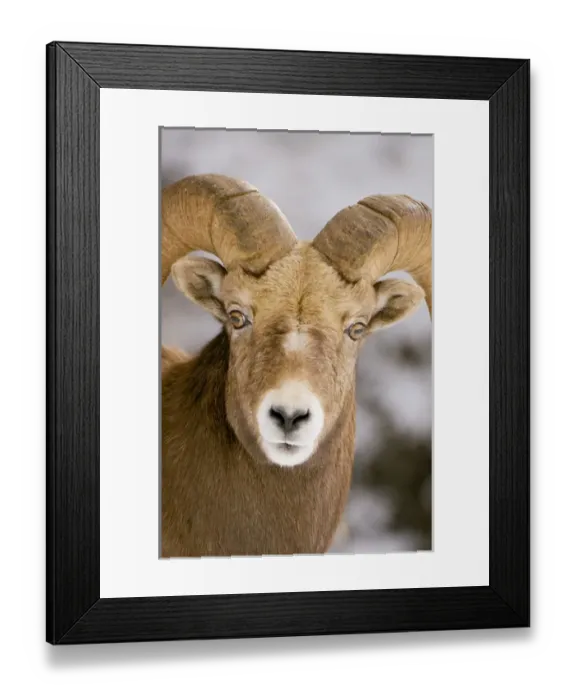 Framed Print : Bighorn sheep, Ovis canadensis, Maligne Canyon, Jasper National Park, Alberta, Rocky