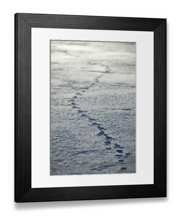 Framed Print : Animal tracks, Banff National Park, Alberta, Rocky Mountains Framed Print : Animal tracks, Banff National Park, Alberta, Rocky Mountains