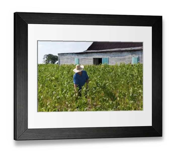 Framed Print : Tobacco farmer picking tobacco in field in front of shed in Pinar del Rio Province