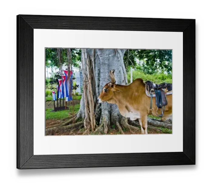 Framed Print : Bull in Pinar del Rio, Vinales, Vinales Valley, Valle de Vinales, Cuba Framed Print : Bull in Pinar del Rio, Vinales, Vinales Valley, Valle de Vinales, Cuba