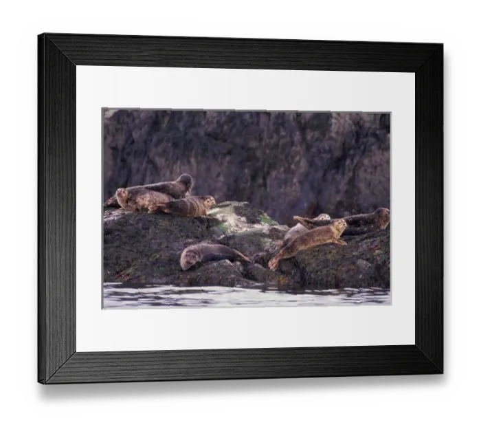 Framed Print : North America, Canada, British Columbia, Pacific Rim, Harbor seal Framed Print : North America, Canada, British Columbia, Pacific Rim, Harbor seal
