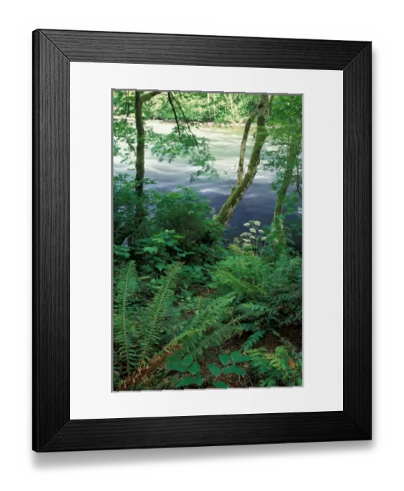 Framed Print : NA, Canada, BC, Vancouver Island, Campbell river, trees and ferns on bank of river