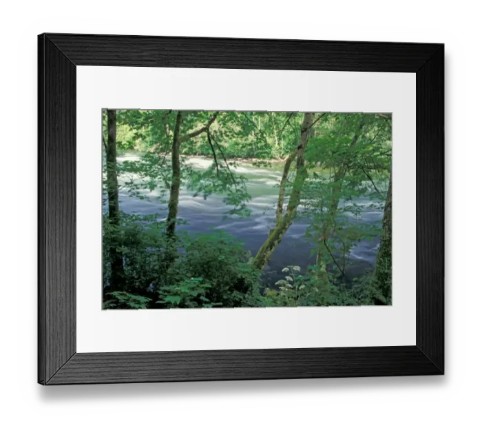 Framed Print : NA, Canada, BC, Vancouver Island, Campbell river, trees and ferns on bank of river Framed Print : NA, Canada, BC, Vancouver Island, Campbell river, trees and ferns on bank of river