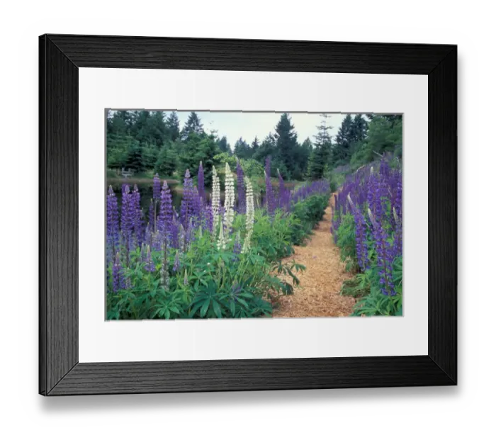 Framed Print : NA, Canada, BC, Vancouver Island, Comox Valley, Kitty Coleman Woodland Gardens, Lupines Framed Print : NA, Canada, BC, Vancouver Island, Comox Valley, Kitty Coleman Woodland Gardens, Lupines