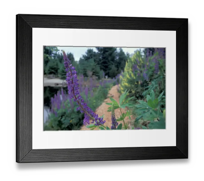 Framed Print : NA, Canada, BC, Vancouver Island, Comox Valley, Kitty Coleman Woodland Gardens, Lupines Framed Print : NA, Canada, BC, Vancouver Island, Comox Valley, Kitty Coleman Woodland Gardens, Lupines