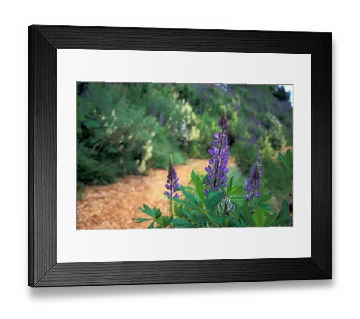 Framed Print : NA, Canada, BC, Vancouver Island, Comox Valley, Kitty Coleman Woodland Gardens, Lupines